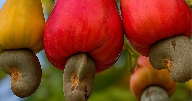 African Agricultural Exports