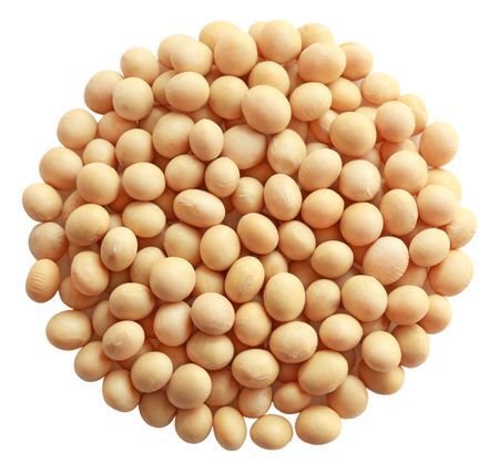 Soya Beans